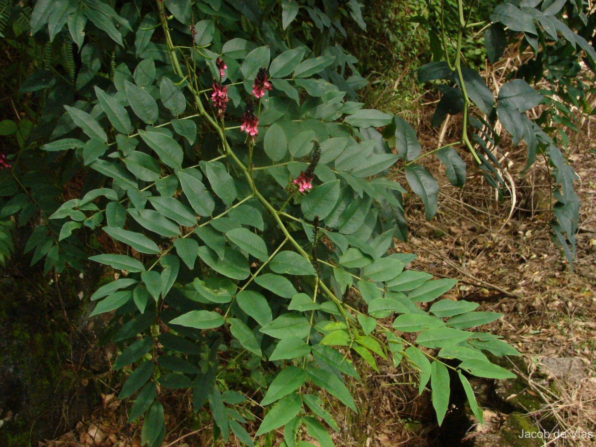 Indigofera zollingeriana Miq.